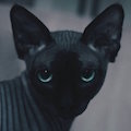 Аватара пользователя
