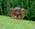 Аватара пользователя