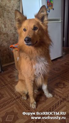 Собаки - 01.05 На Витебском пр. найден пушистый рыжий пес (Объявление о животных №5337)