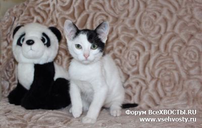 Кошки - Красивые домашние котята в Дар. Москва и МО. (Объявление о животных №5849)