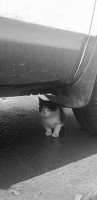 Котёнок в ходовой на безумном перекрёстке. Север города. Парашютная.Кто рядом? - image.jpg