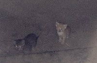 СОС Дайте котятам шанс  - image.jpg