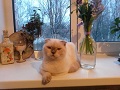 Аватара пользователя