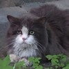 Аватара пользователя