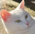 Аватара пользователя
