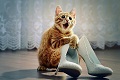 Аватара пользователя