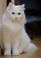 Аватара пользователя