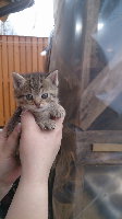 Хэппи Все дома Помогите пожалуйста перепостом о поиске дома котятам-малышам 1,5мес. из строительных вагончиков. - image.jpg