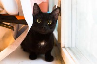 Кот детективной судьбы ждет своих любящих хозяев - image.jpg