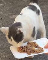 Котику нужен кура. а лучше дом  - image.jpg