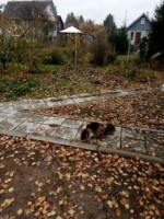 Помогите пристроить котиков из садоводства - image.jpg