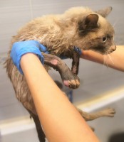 Нужна передержка без других кошек Помогите. Это реально SOS. Одни сутки для поиска пристанища для кота из подвала - image.jpg